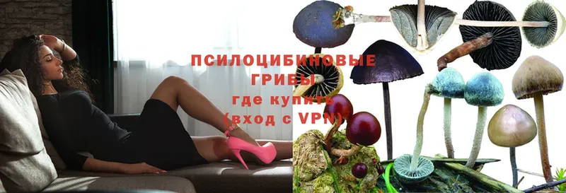 Галлюциногенные грибы Psilocybe  гидра ССЫЛКА  Северск 